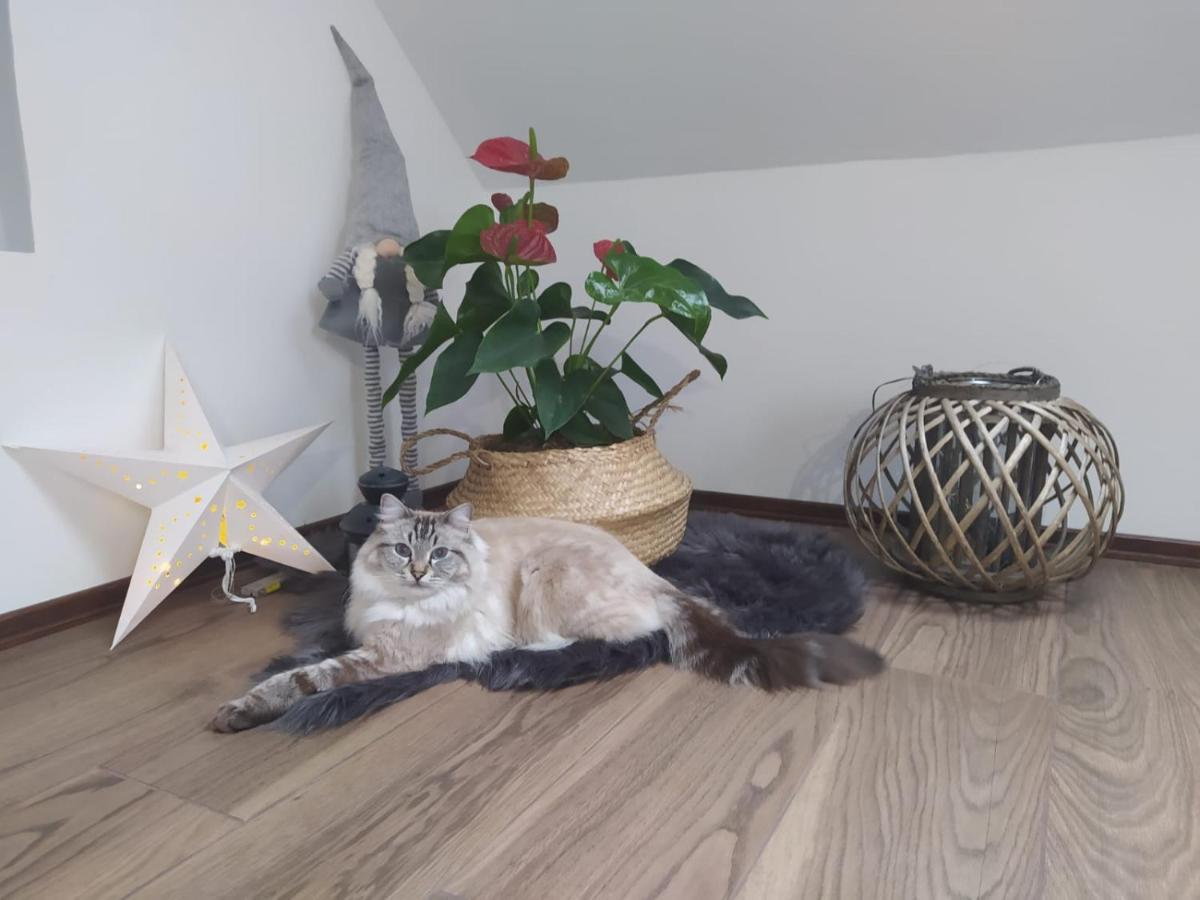 Apartament Muzyczny 耶莱尼亚古拉 外观 照片